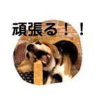 ビーグル犬よつばちゃん 1（個別スタンプ：27）