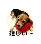 ビーグル犬よつばちゃん 1（個別スタンプ：30）