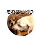 ビーグル犬よつばちゃん 1（個別スタンプ：31）