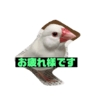 文鳥の言葉（個別スタンプ：1）