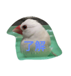 文鳥の言葉（個別スタンプ：2）