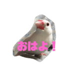 文鳥の言葉（個別スタンプ：3）