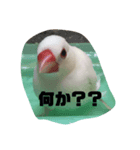 文鳥の言葉（個別スタンプ：6）