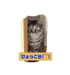 ねこねこねー子（個別スタンプ：8）