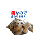 猫島ありのまま（個別スタンプ：1）