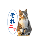 猫島ありのまま（個別スタンプ：8）