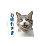 猫島ありのまま（個別スタンプ：9）