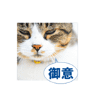 猫島ありのまま（個別スタンプ：13）