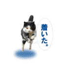 猫島ありのまま（個別スタンプ：16）