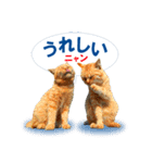 猫島ありのまま（個別スタンプ：20）