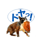 猫島ありのまま（個別スタンプ：27）