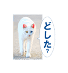 猫島ありのまま（個別スタンプ：29）