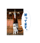 猫島ありのまま（個別スタンプ：32）