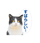 猫島ありのまま（個別スタンプ：40）