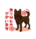 甲斐犬 中虎スタンプ（個別スタンプ：1）