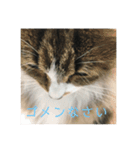 胡桃沢さん宅の猫たち（個別スタンプ：3）