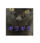 胡桃沢さん宅の猫たち（個別スタンプ：5）