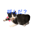 猫 (ぱんちゃん)（個別スタンプ：1）
