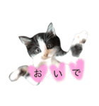 猫 (ぱんちゃん)（個別スタンプ：3）