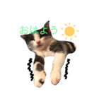 猫 (ぱんちゃん)（個別スタンプ：7）