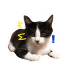 猫 (ぱんちゃん)（個別スタンプ：8）