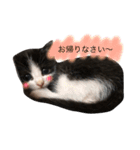 猫 (ぱんちゃん)（個別スタンプ：9）