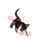 猫 (ぱんちゃん)（個別スタンプ：10）