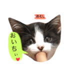 猫 (ぱんちゃん)（個別スタンプ：13）