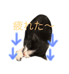 猫 (ぱんちゃん)（個別スタンプ：14）