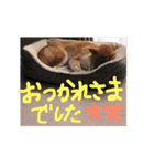 柴犬クッキー01（個別スタンプ：14）