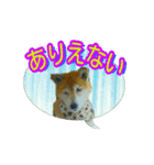 柴犬 くるみちゃん 18（個別スタンプ：9）