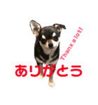 愛犬チワワRifka(リフカ)のスタンプ（個別スタンプ：17）