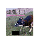 オーストラリアのとある犬 その11（個別スタンプ：6）