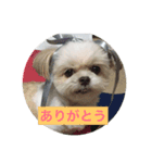 犬のモカさんの1日（個別スタンプ：6）