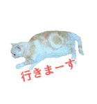 まめちゃん(猫)（個別スタンプ：10）