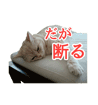 まめちゃん(猫)（個別スタンプ：25）