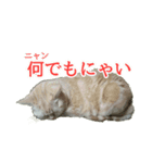 まめちゃん(猫)（個別スタンプ：27）