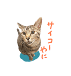キジトラ猫 松阪弁Ver.（個別スタンプ：9）