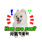 ポメラニアン犬のヒロ君です 英語Ver.1（個別スタンプ：15）