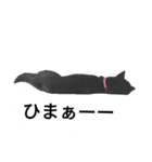 黒柴チョーちゃん（個別スタンプ：25）