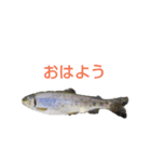 淡水魚（個別スタンプ：1）