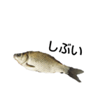 淡水魚（個別スタンプ：8）