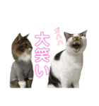 表情豊かな猫たちの日常4（個別スタンプ：6）