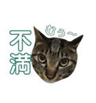 表情豊かな猫たちの日常4（個別スタンプ：23）