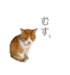 ねこネコ子猫（個別スタンプ：2）