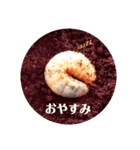 カブさんの日常。（個別スタンプ：2）