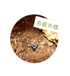 カブさんの日常。（個別スタンプ：4）