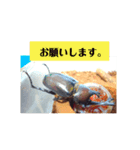 カブさんの日常。（個別スタンプ：8）