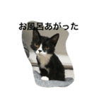 兄弟猫あおとあんずの日常6（個別スタンプ：1）