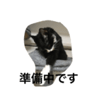 兄弟猫あおとあんずの日常6（個別スタンプ：2）